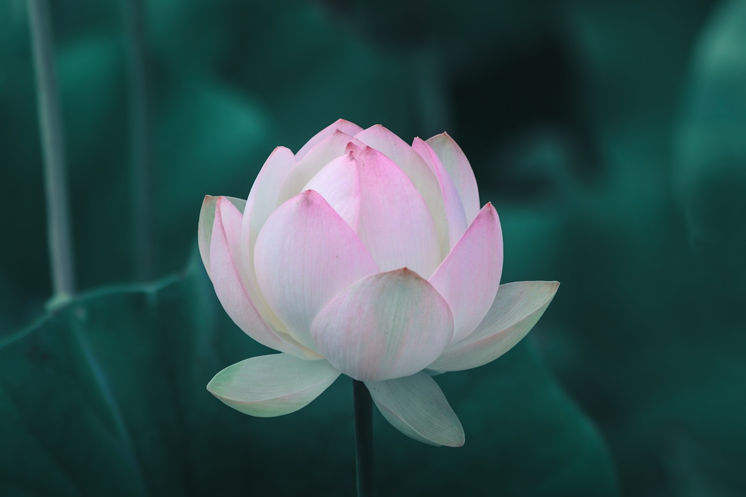 Choosing the Right Shamanic Healing Package for You